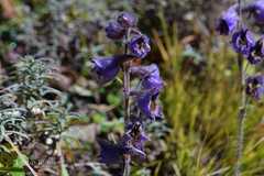 Delphinium vestitum